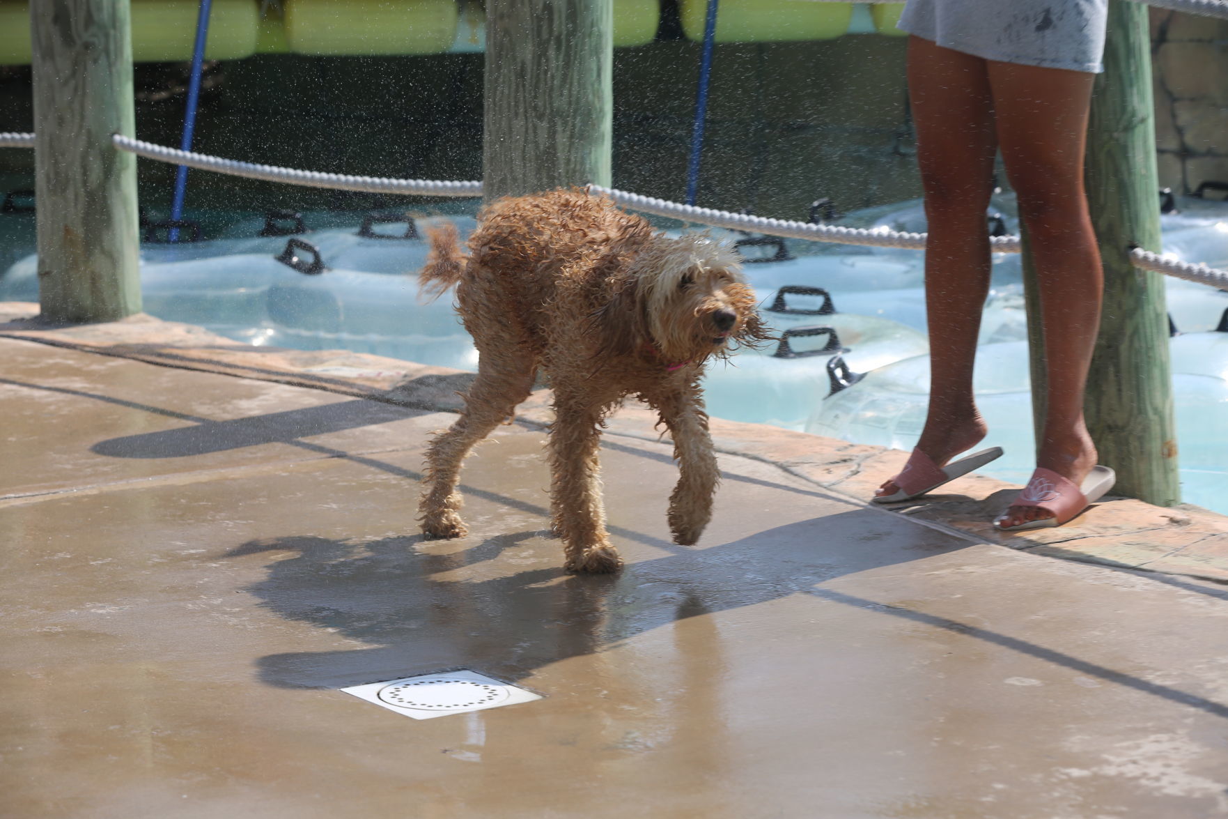 090919_gal_WWdogs (20)